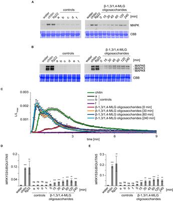 Mixed Linkage β-1,3/1,4-Glucan Oligosaccharides Induce Defense Responses in Hordeum vulgare and Arabidopsis thaliana